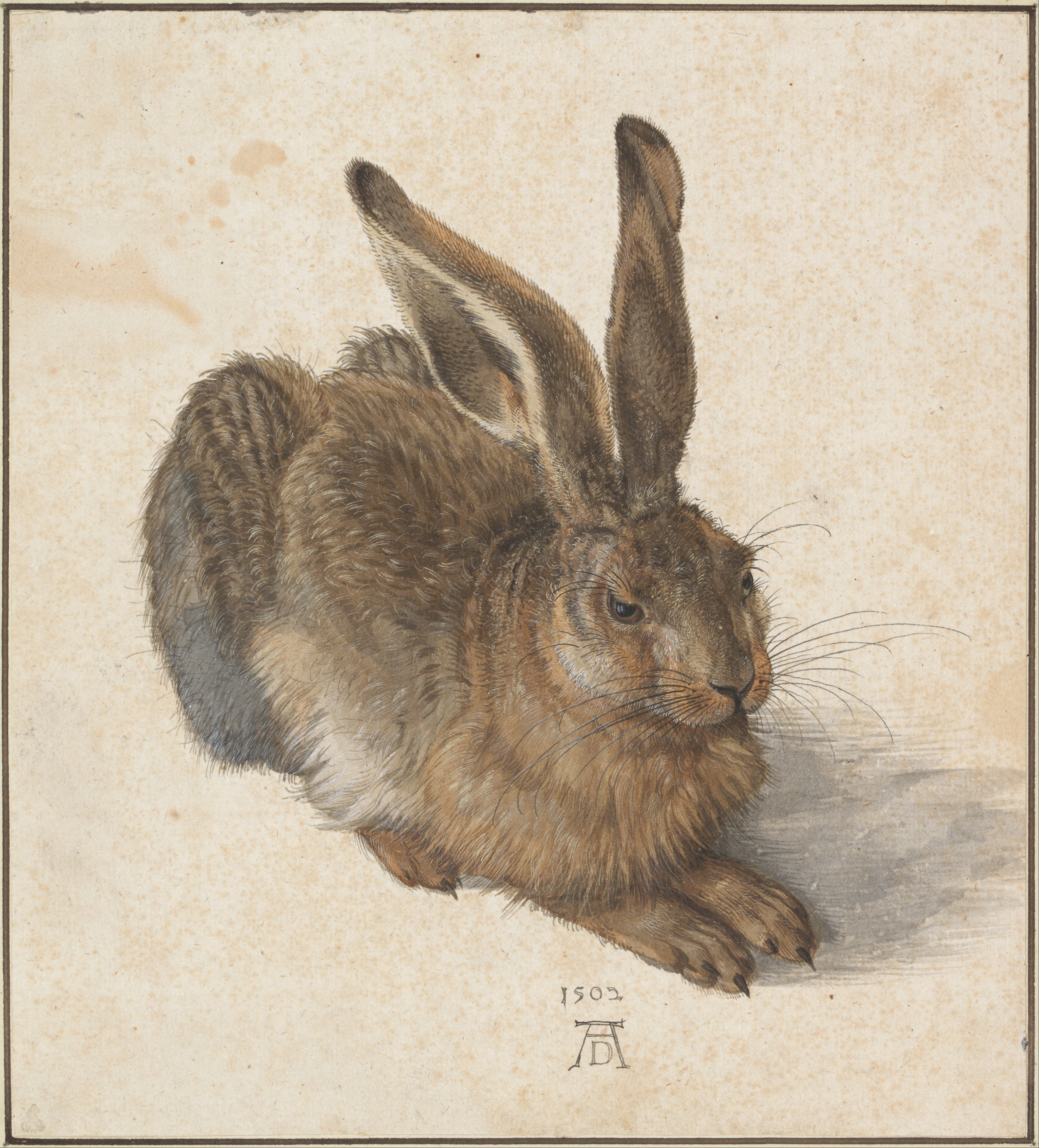 Albrecht Dürer: Feldhase (1502), Aquarell und Gouache.
