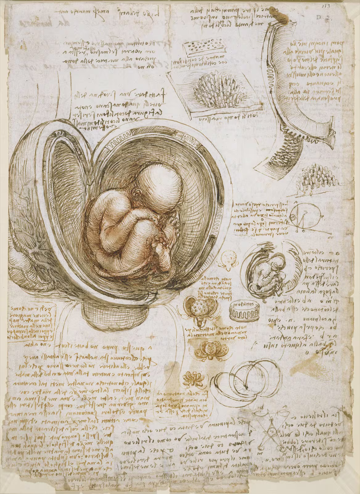 Studien des Fötus im Mutterleib, Leonardo da Vinci, um 1510–1513 (gemeinfrei, Royal Collection / Windsor).