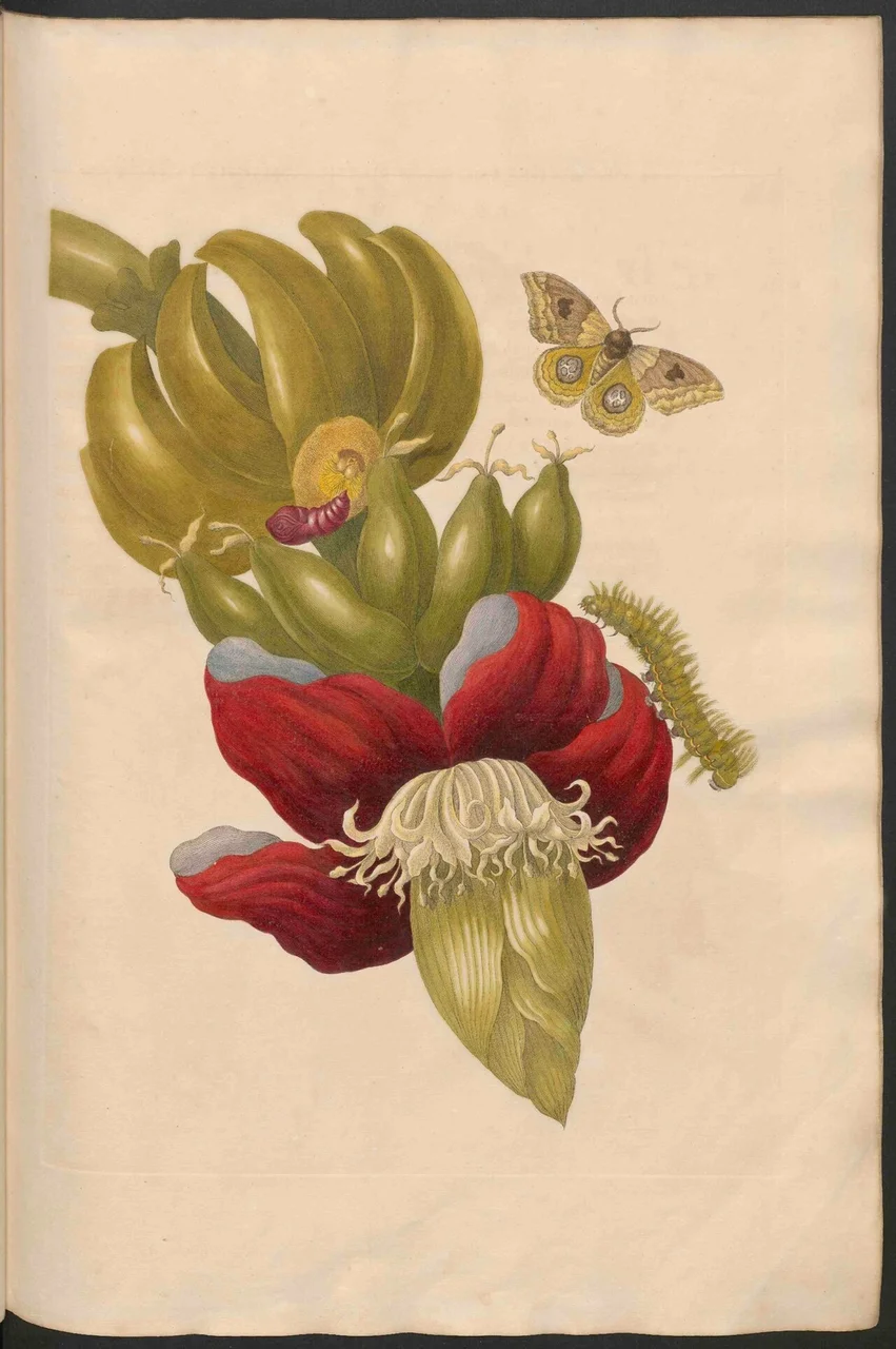 Kupferstich einer Bananenblüte und -frucht mit Falter, Raupe und Puppe.