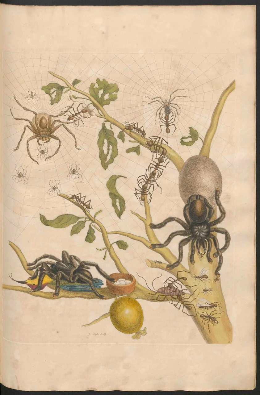 Kupferstich eines Guavenzweigs mit einer großen Vogelspinne, Blattschneiderameisen und einem Kolibri — ein ganzes kleines Ökosystem auf einer Tafel.