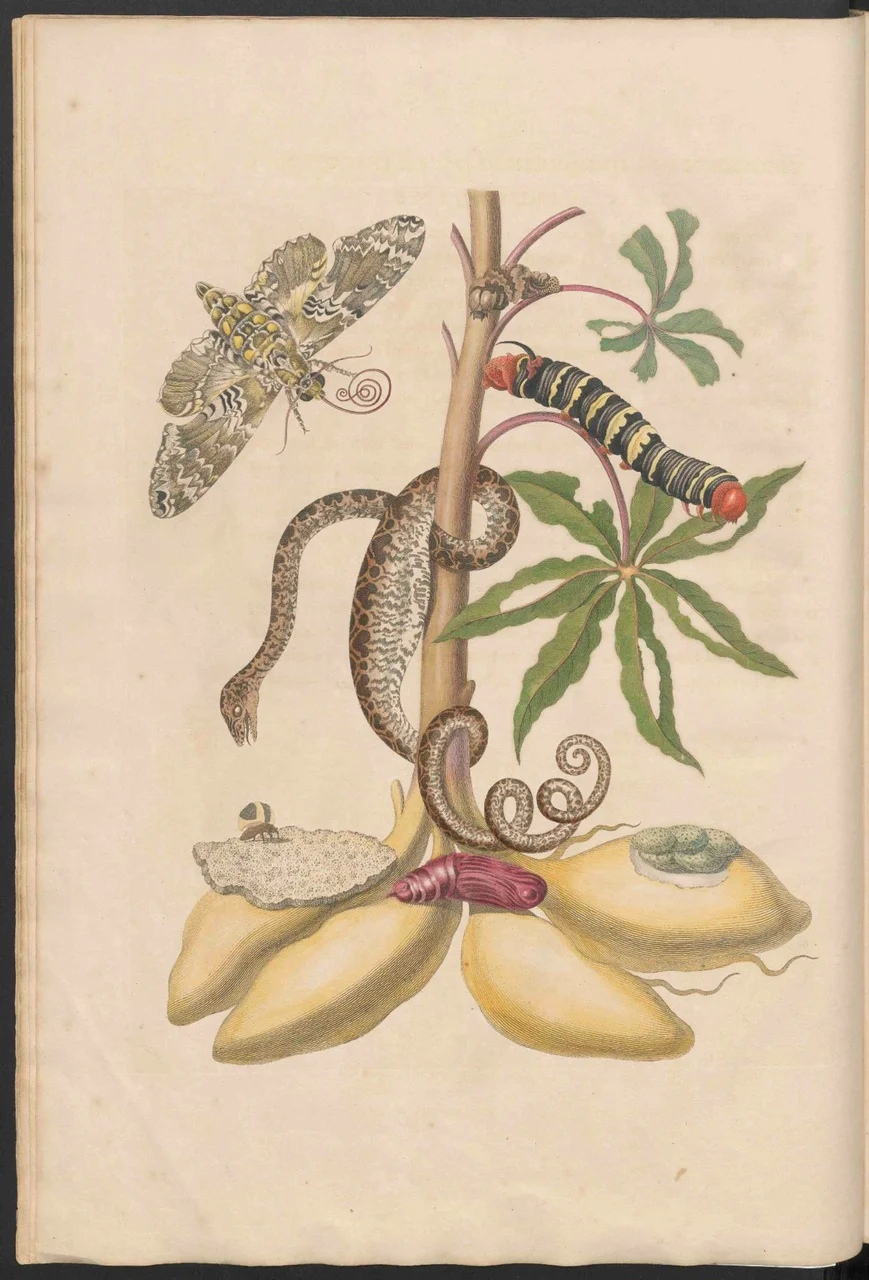 Kupferstich des Manioks mit einer zusammengerollten Amazonas-Hundskopfboa und dem vollständigen Lebenszyklus eines Schwärmers: Raupe, Puppe und Falter.