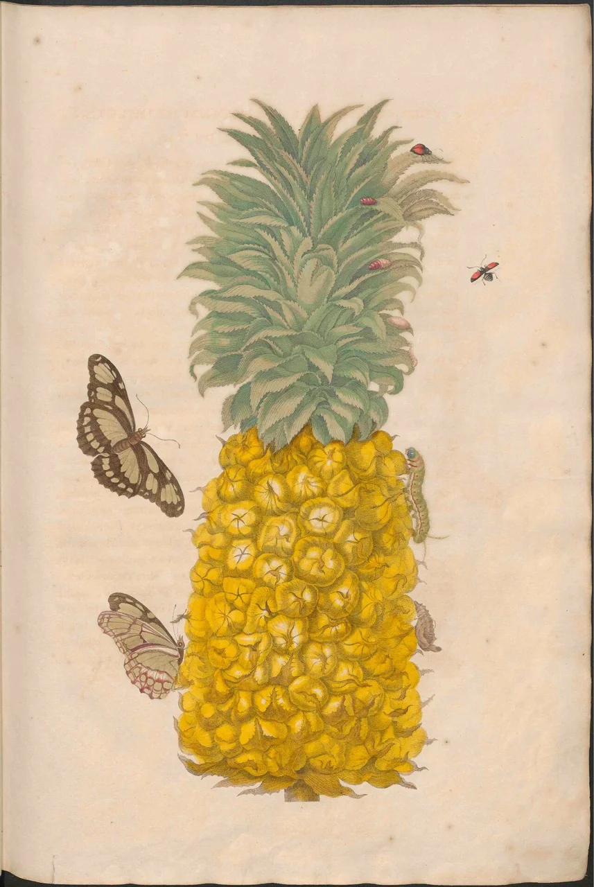 Kolorierter Kupferstich einer reifen Ananas, umgeben von tropischen Faltern und kleinen Raupen — Tafel aus Merians „Metamorphosis insectorum Surinamensium“ (1705).