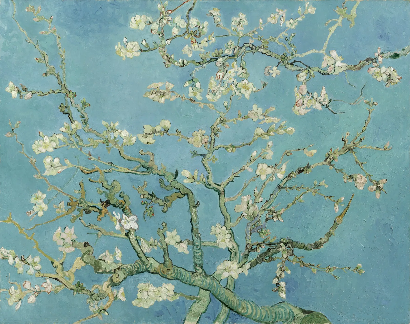 „Mandelblüte
